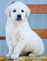 Golden retrievers are known for their gentle and friendly disposition. English Cream Retriever Puppies For Adoption Blessed Beginning Puppies