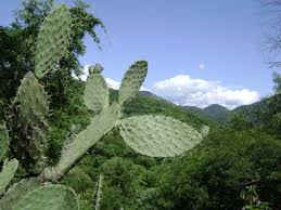The show involves dramatic reenactments of cases that have been seen. Https Bioone Org Journals Haseltonia Volume 2012 Issue 17 1070 0048 17 1 9 Indian Fig Cactus Opuntia Ficus Indica L Miller In The 10 2985 1070 0048 17 1 9 Pdf