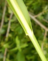 Image result for Glyceria fluitans