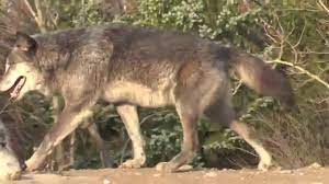 If you haven't, do you now, thanks to the sheer power of suggestion? Omega Wolf Youtube