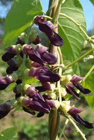 Image result for Mucuna