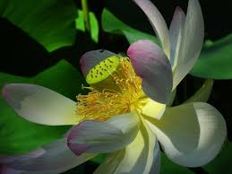 Inilah 15 manfaat dan khasiat daun pletekan untuk kesehatan. Tanam Menanam Bunga Lotus Di Rumah Untuk Ketenangan