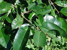 Image result for Chrysophyllum gorungosanum