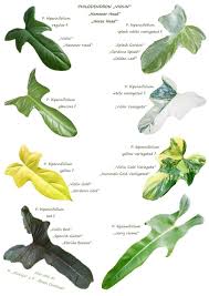 Pin By Yanti Janitra On Philodendron In 2020 Plants Philodendron Plant Plant Leaf Identification