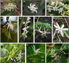 Image result for Pavetta sp. F