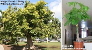 An excellent choice for containers and rock gardens Money Tree Plant Pachira Aquatica Care Types Pictures And More