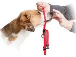 To put a gentle leader on your dog start by putting the neck strap around your dogs neck so the center connecting ring is under its chin. Putting On A Gentle Leader Cheap Buy Online