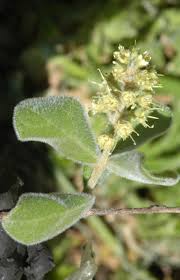 Image result for Combretum hereroense