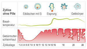 Wann findet der eisprung im weiblichen zyklus statt? Zyklus Hormone Korper Sexualitat Frauenarzte Im Netz Ihr Portal Fur Frauengesundheit Und Frauenheilkunde