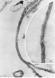 We did not find results for: The Structure Of The Cell Membrane Sciencedirect
