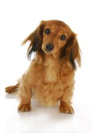 Mini wiener dogs need the same type of grooming as standard dachshunds, with the same focus points. Dog Grooming Instructions For Long Haired Dachshunds