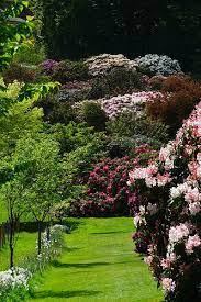 Rhododendrons Riverhill Himalayan Gardens Sevenoaks District Uk Rhododendron Wonderful Places Himalayan