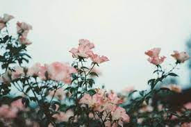 Aesthetic flower wallpapers for free download. Aesthetic Floral Wallpaper Computer
