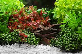 1,116 betta fish tank decor products are offered for sale by suppliers on alibaba.com, of which aquariums accounts for 15%, decorations & ornaments accounts for 8%, and aquariums equipments. Betta Fish Decorations Top Tank Substrates And Toys Betta Source