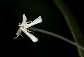 Image result for Ixora narcissodora