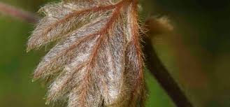 Image result for Rhoicissus rhomboidea