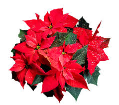 Why Is My Poinsettia Not Turning Red Christmas Flowers Poinsettia Plant Plant Gifts