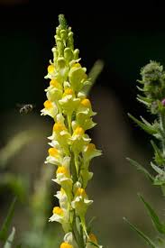 Often found on old walls and in pavement cracks. Linaria Vulgaris Common Toadflax Wild Flowers Species Emorsgate Seeds 01553 829 028