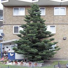 Native to norfolk island in the south pacific ocean between new zealand and new caledonia, this needled evergreen is a relative of the monkey puzzle tree and not a true pine. Paul Wood On Twitter Here S A Rare Almost Unbelievable Thing Norfolk Island Pine Araucaria Heterophylla Thriving On S London Estate
