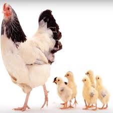 Gambar animasi anak ayam is one of the clipart about null. Anak Ayam Tek Kotek Tanpa Internet For Android Apk Download