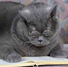 Картинки по запросу сішні коти