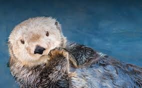 Hear the roar of majestic sea lions, smell the amazon air, or watch sea otters play. Vancouver Aquarium Sold To Dollywood Operator Herschend Blooloop