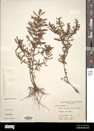 Image result for Ammannia baccifera