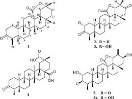 Image result for Caloncoba welwitschii