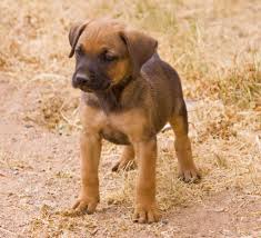 German Shepherd Black And Brown Puppy Brown Boxer German Shepherd Mix Puppies German Shepherd Black German Shepherd Dog Black German Shepherd