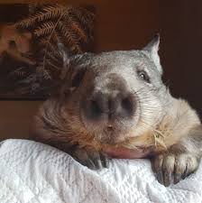 Wombat Awareness Organisation