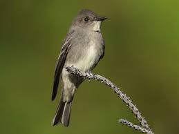 Image result for Menisorus pauciflorus