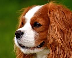 24 Abiding Cavalier King Charles Spaniel Weight Chart