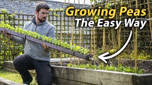 Use the hoops to grow pole beans (four plants per leg), and fill the area underneath with an early crop of peas or spinach. How To Grow Peas The Simple Guide To A Fantastic Harvest Youtube