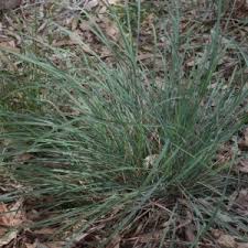 Image result for Alloteropsis semialata