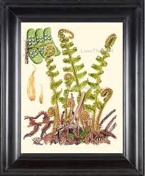 Antique Fern Art Print 16 Lindman 8x10 Botanical By Lovetheprint With Images Botanical Art Botanical Flowers Print Fern Prints
