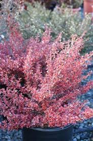 Image result for Coprosma