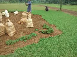 Menentukan pilihan jenis rumput hias untuk ditanam di area taman rumah awalnya pasti kebingungan, mencari informasi sebelumnya sangat diperlukan sehingga tidak terjadi salah pilih. Cara Penanaman Dan Peremajaan Rumput Gajah Mini Petani Rumput Gajah Mini Tukang Taman