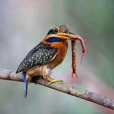 Birds That Start With F Planetbirds On Instagram P L A N E T B I R D S S P E C I E S Rufous Collared Kingfishe Birds Animals Drawings