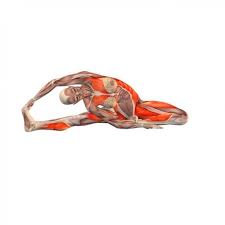 Bend To Right Leg With Rotation Parivritta Janu Sirsasana Right Yoga Poses Yoga Com Mobilityexercises Yoga Anatomy Yoga Muscles Yoga Poses