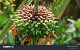 Image result for Vernonia nepetifolia