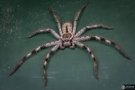 This arachnid is the deadliest spider in australia, and possibly the most lethal in the entire world. Spiders In Australia Everything You Need To Know