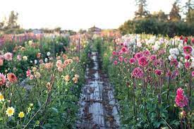 Grocery stores and farmers' market offer options for many species/ varieties, while florists have more specific needs. Profitable Small Scale Flower Farming Organic Gardening Heirloom Gardener