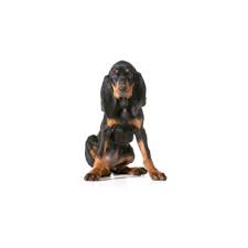 Dogs and puppies for sale. Black And Tan Coonhound Puppies Petland Dallas Tx