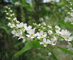 Image result for Prunus