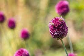 Bees And Alliums Allium Flowers Flowers Bee