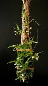 Image result for Ozoroa gomesiana