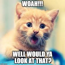 Maybe you would like to learn more about one of these? Shocked Kitty Imgflip