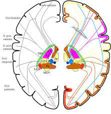 Kami memberikan informasi mengenai relay nuclei yang bisa menjadi inspirasi ide bisnis. A Schematic Diagram Of The Connections Between Thalamic Relay Nuclei Download Scientific Diagram