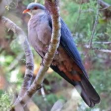 Image result for Paralepistemon shirensis