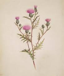 Perfect Thistle Design Thistle Tattoo Thistles Art Scottish Thistle Tattoo